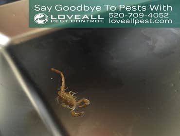 Pest Control Service