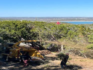 Photos by Tree Service Santos #4
