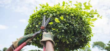Luis Lopez Tree & Lawn Services