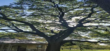 Photos from Julio's Tree Service
