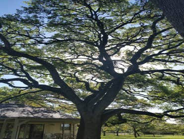 Photos from Julio's Tree Service