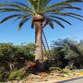 Lorenzo Tree Service