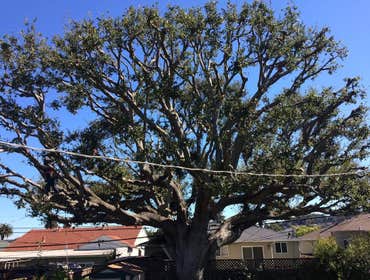 Photos by Encinal Tree Service Inc #13