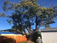 Photos by Chavezm Tree Service #4