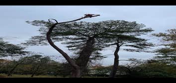 Photos by Contreras Tree Services #2