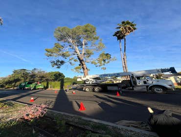 Photos by California Green Tree Care #1