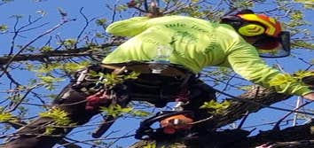Photos by El Tule Tree Services LLC #2