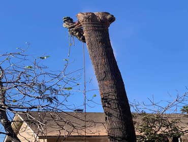Photos by Tzuban Tree Services #1