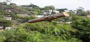 Photos by Lopez Tree Service LLC #2