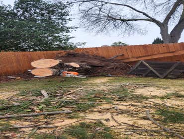Photos by Pro M Tree Service #34