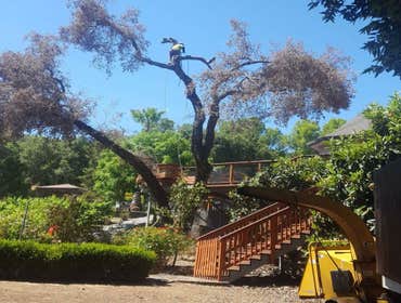 Photos by Rodriguez Tree Service #1