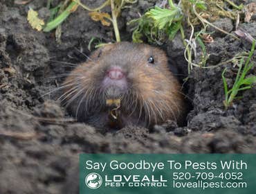 Termite-Pest Control Termite-Pest Control Service