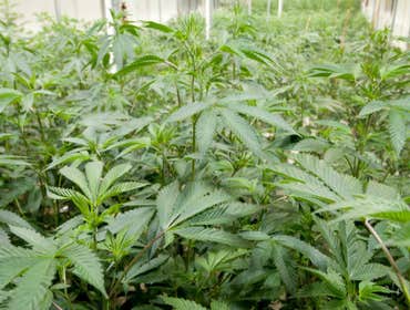 Grow Photos
