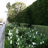 Landscape Maintenance Beverly Hills