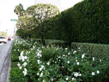 Landscape Maintenance Beverly Hills