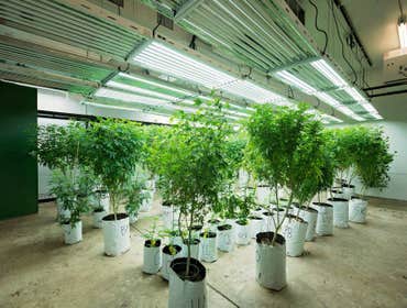 Grow Photos
