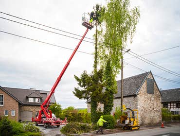 Photos by Mark's Professional Tree Service #1