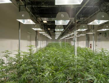 Grow Photos
