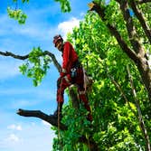 Photos by Fort Lauderdale Tree Service #1