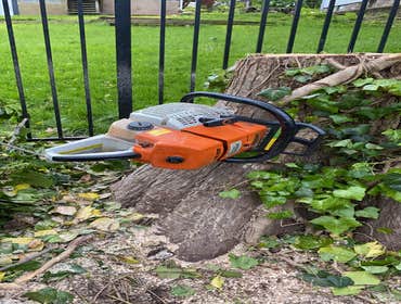 Tree work Chainsaw cutting through wood