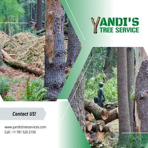 Photos by Yandi's Tree Service #26