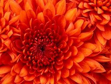 Sample Gallery