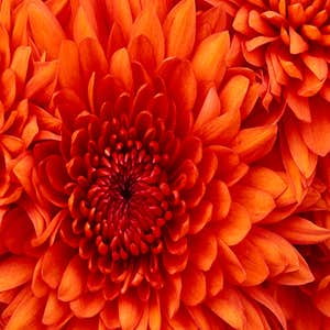 Sample Gallery