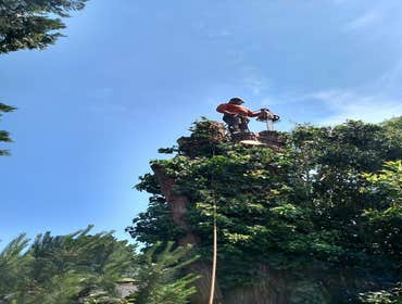 Photos by Moreno Tree Service #1