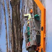 Photos by Nottingham Tree Surgeons #1