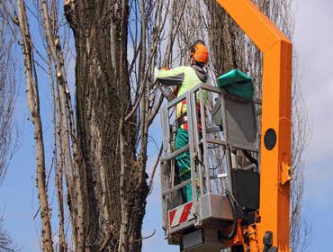 Photos by Nottingham Tree Surgeons #1