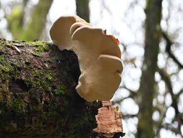 Photos by the Bat City Tree Service #1