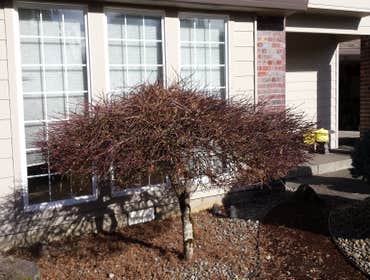 After pruning