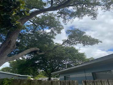 Photos by Arbobella Tree Service #1