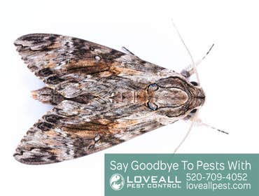 Termite-Pest Control Termite-Pest Control Service