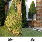 Landscaping & Maintenance!