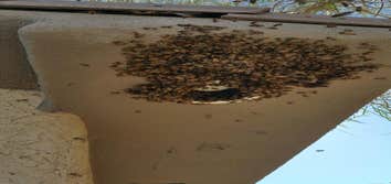 Photos by Preventive Pest Control ST. George #1