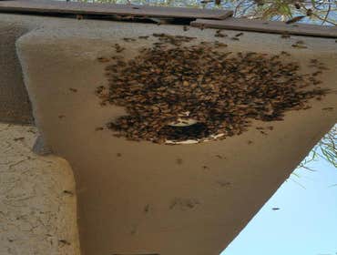 Photos by Preventive Pest Control ST. George #1