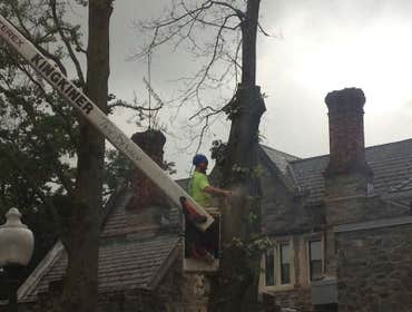 Photos from Kingkiner Tree Service LLC