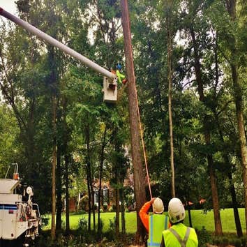 Tree Services
