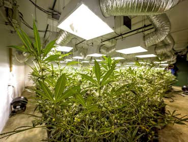 Grow Photos