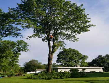 Photos by Fabian Tree Service LLC #1 Trees make the land livable. And yet, sometimes, they need removal, pruning, and stump grinding to clear the area 
