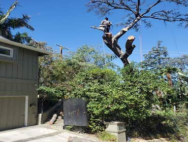 Photos by Villeda Tree Services #1