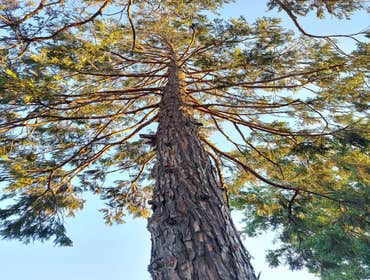 Photos by Discovery Tree Care, Inc #9