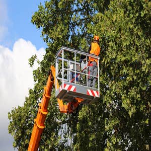 Photos by Little Pond Tree Services #1