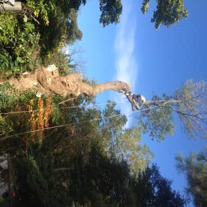 Tree Service South Jersey