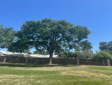 Photos by Discovery Tree Care, Inc #3