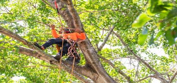 tree trimming services Rhode Island