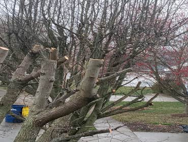 Photos by Del Tree Services #1