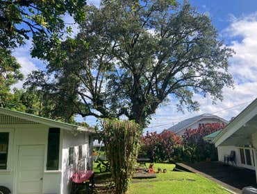 Photos by East Side TreEast Side Tree Servicese Services #1 Our services range from tree trimming and pruning to stump grinding, removals, crown reduct