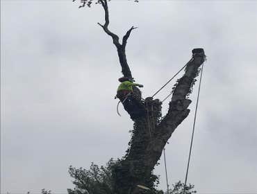 Photos by Carlos Tree Service LLC #15